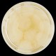 CIPOLLINE ACETELLI SACLA' VETRO GR.290