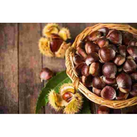 FR/S CASTAGNE CON GUSCIO GR.500 L.313/23 OR.ITALIA