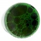 BIRRA HEINEKEN CL.66