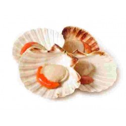 SURGELATI CAPESANTE 1/2 GUSCIO GR.800 GLASS.20%