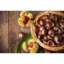 FR/S CASTAGNE CON GUSCIO GR.500 L.313/23 OR.ITALIA