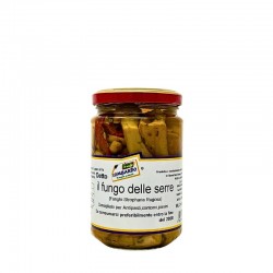 FUNGHI DELLE SERRE (PORCINELLO)ML.314 IL MEGLIO